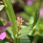 Lythrum hyssopifolia Frutto