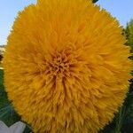 Helianthus decapetalus 花