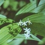 Maianthemum stellatum Цветок