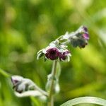 Cynoglossum columnae Flower