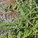 Verbena bracteata Habitus