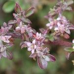 Galenia pubescens Flower