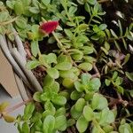 Portulaca umbraticola List