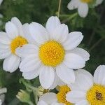 Anthemis maritima Blüte