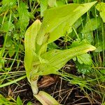 Himantoglossum adriaticum Leaf