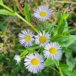 Erigeron annuus പുഷ്പം