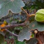 Fremontodendron californicum অন্যান্য