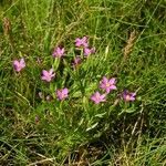 Centaurium pulchellum Hàbitat