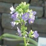 Polemonium foliosissimum Fiore