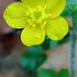 Ranunculus sardousKukka