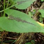 Phyteuma spicatum Leaf