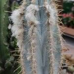 Pilosocereus leucocephalus Leaf