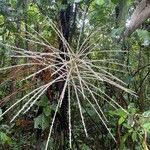 Prestoea acuminata Flor