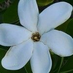 Gardenia taitensis 花