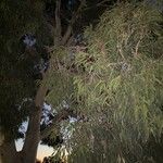 Eucalyptus camaldulensis Лист