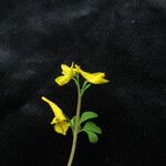 Corydalis pseudolongipes Агульны выгляд