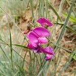 Lathyrus latifoliusЦвят