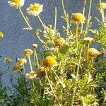 Anthemis tinctoria (Flower)
