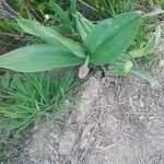 Allium victorialis Leaf