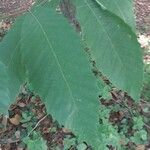 Castanea dentata Leaf