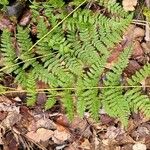Dryopteris intermedia Hoja