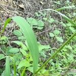 Setaria viridis Feuille