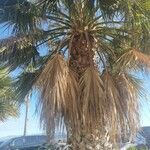 Washingtonia filifera 葉