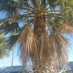 Washingtonia filifera Folha