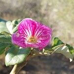 Uncarina stellulifera Cvet