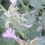 Nepeta × faassenii Floare