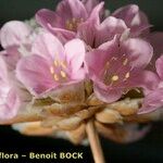 Armeria macrophylla Květ