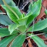 Primula glaucescens Leaf