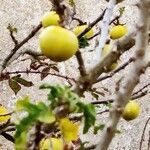 Solanum linnaeanum Lapas