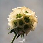 Lomelosia stellata Flower