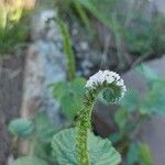 Heliotropium indicum Flower