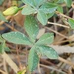 Ipomoea cairica ഇല