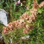 Rumex aquitanicus Fula