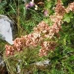 Rumex aquitanicus Flower