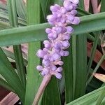 Liriope muscari 花