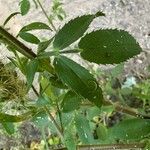 Ononis pubescens Leaf