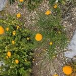 Leucanthemum virgatum 花