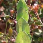 Lathyrus aphaca Fuelha