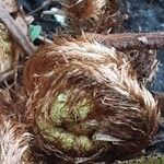 Polystichum braunii Likasa