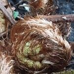 Polystichum braunii Blad