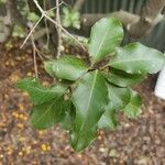 Pittosporum tenuifolium List