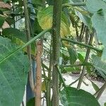 Brugmansia versicolor বাকল