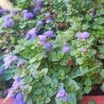 Ageratum houstonianum Flor