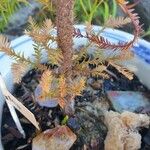 Dacrycarpus dacrydioides Bark