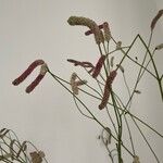 Sanguisorba alpina Flower