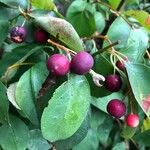 Cotoneaster multiflorus Vaisius